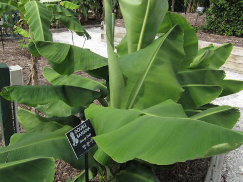 Musa acuminata cv. Double