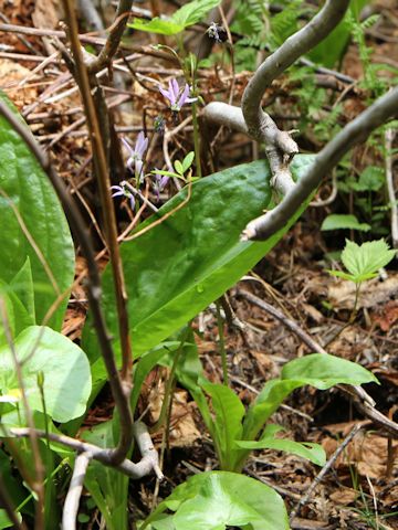 Dodecatheon alpinum