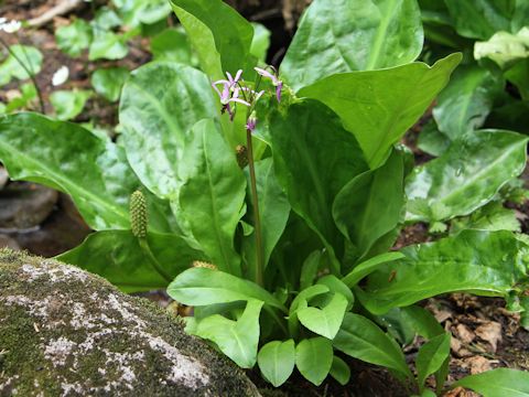 Dodecatheon alpinum