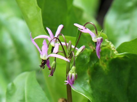 Dodecatheon alpinum