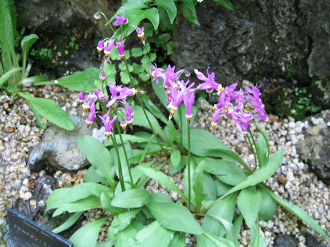 Dodecatheon meadia