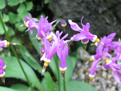 Dodecatheon meadia