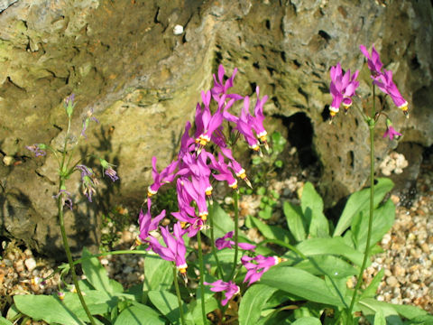 Dodecatheon meadia