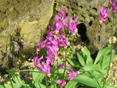 Dodecatheon meadia