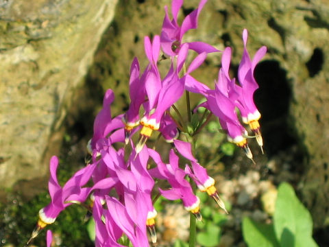 Dodecatheon meadia