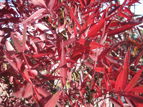 Dodonaea viscosa cv. Purpurea