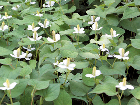 Houttuynia cordata