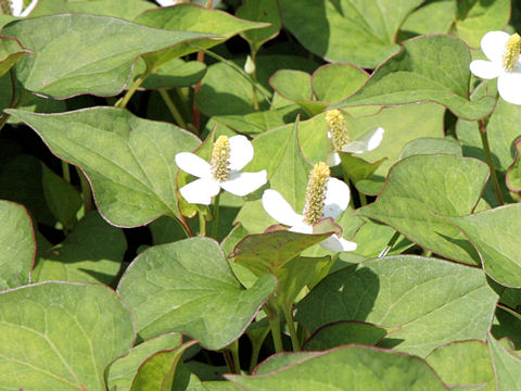 Houttuynia cordata