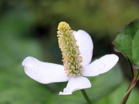 Houttuynia cordata