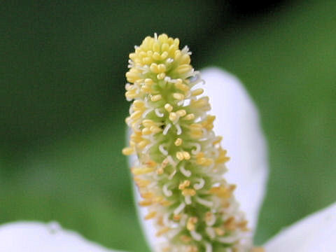 Houttuynia cordata