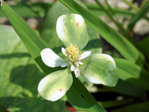 Houttuynia cordata