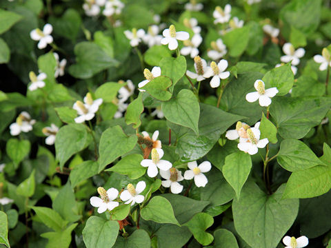 Houttuynia cordata