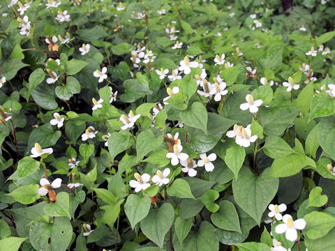 Houttuynia cordata