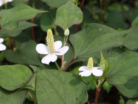 Houttuynia cordata