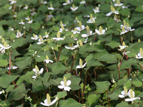 Houttuynia cordata