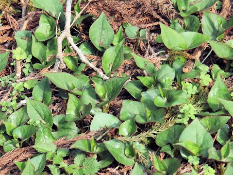 Houttuynia cordata