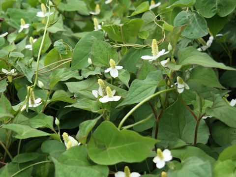 Houttuynia cordata