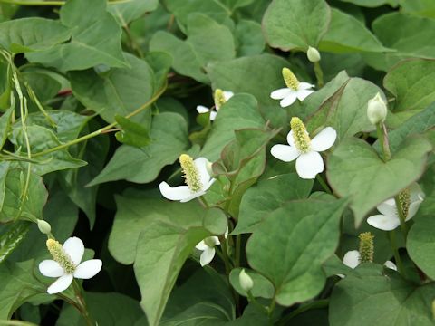 Houttuynia cordata