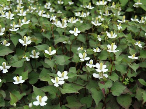 Houttuynia cordata