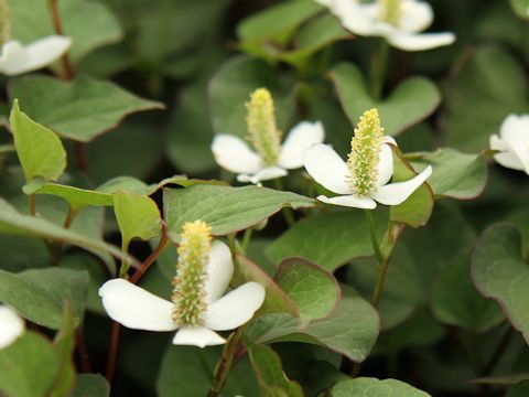 Houttuynia cordata