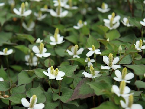 Houttuynia cordata