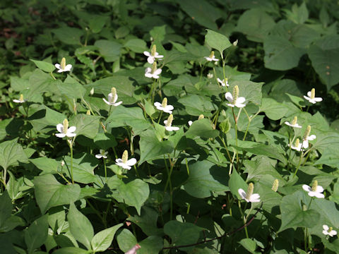 Houttuynia cordata