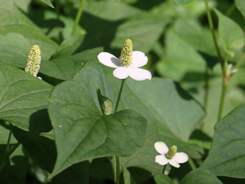 Houttuynia cordata