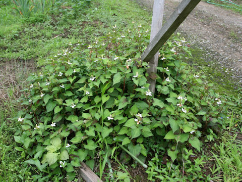 Houttuynia cordata