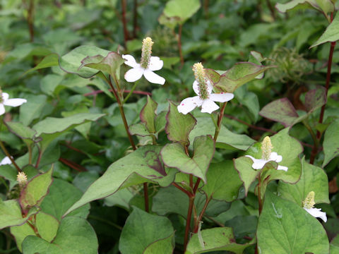 Houttuynia cordata