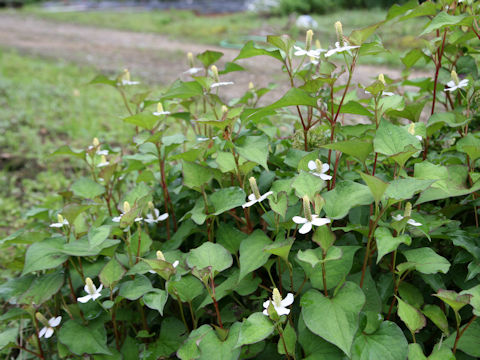 Houttuynia cordata