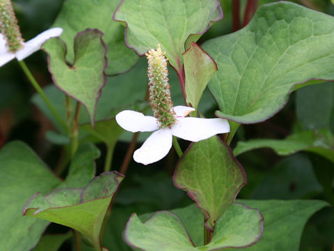 Houttuynia cordata