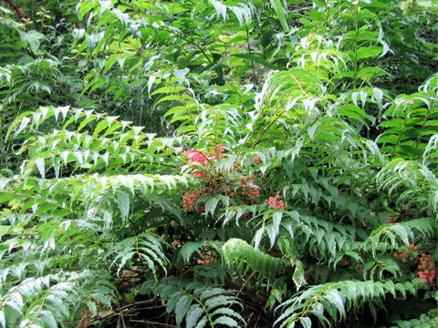 Coriaria japonica