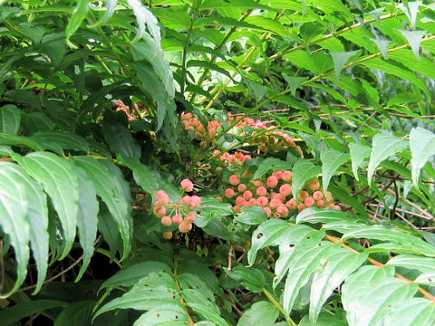 Coriaria japonica