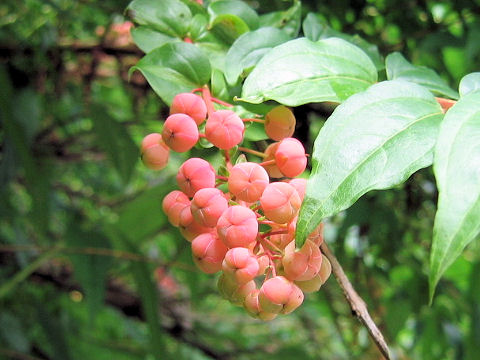 Coriaria japonica