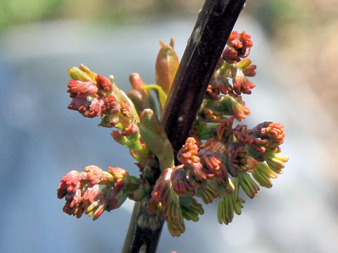 Coriaria japonica