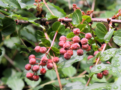 Coriaria japonica