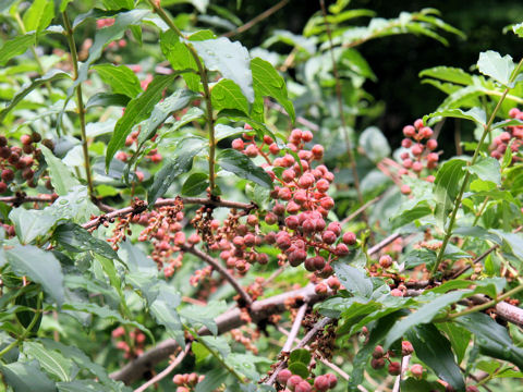 Coriaria japonica