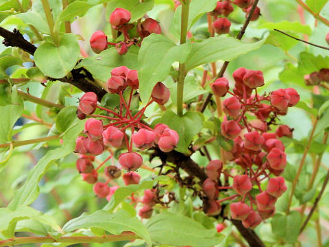 Coriaria japonica