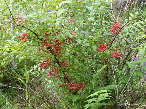 Coriaria japonica