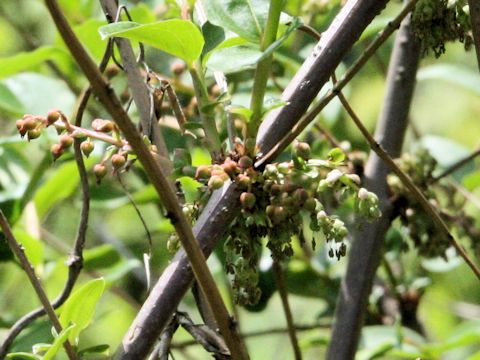 Coriaria japonica