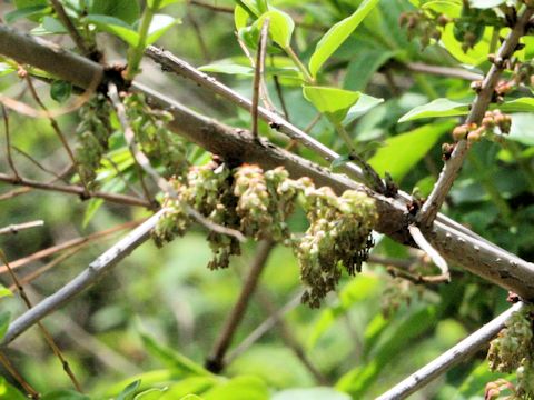 Coriaria japonica