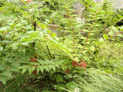 Coriaria japonica