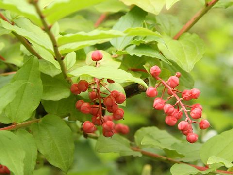 Coriaria japonica