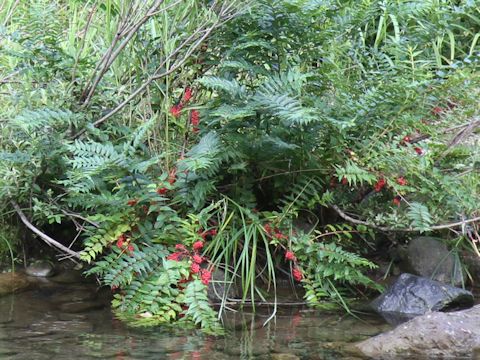 Coriaria japonica