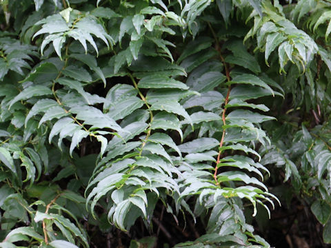 Coriaria japonica