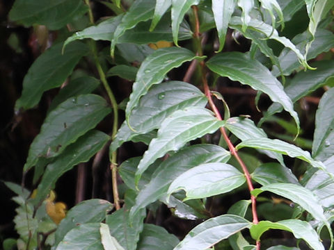 Coriaria japonica