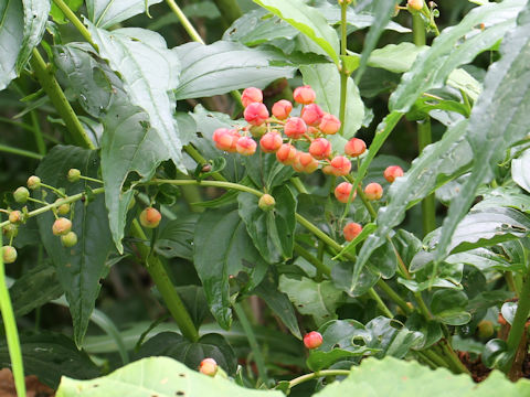 Coriaria japonica