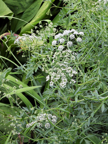 Cicuta virosa