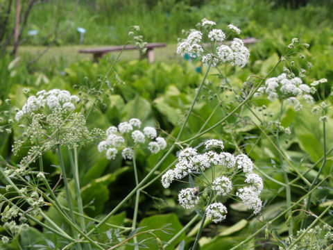 Cicuta virosa