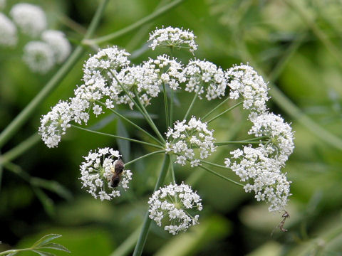 Cicuta virosa